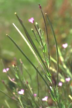 Inflorescence : panicule, dressée.