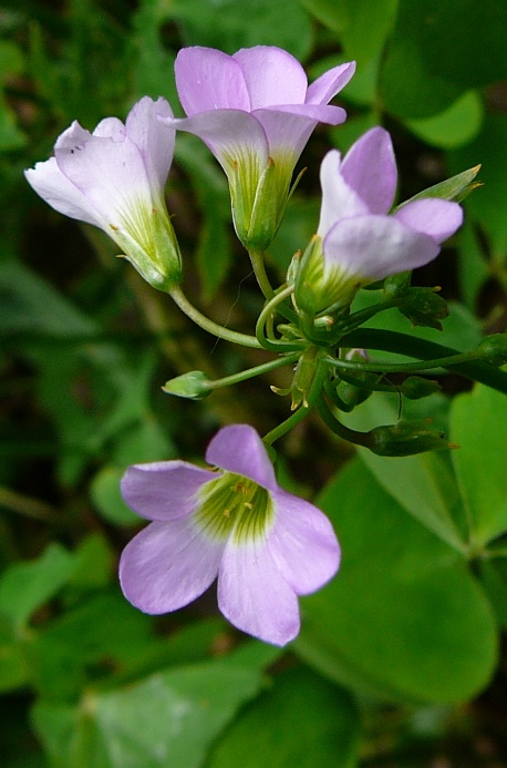 Inflorescence : cyme, en forme d'ombelle. © Jean PRIEUR