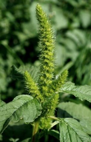 Inflorescence : panicules sommitales non feuillées, en forme d'épis.