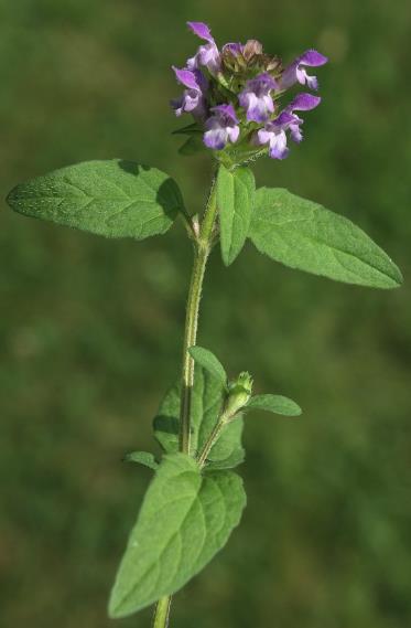 Tige d'abord couchée enracinée puis dressée, à feuilles opposées, ovales-lancéolées, entières, plus ou moins grossièrement dentées.