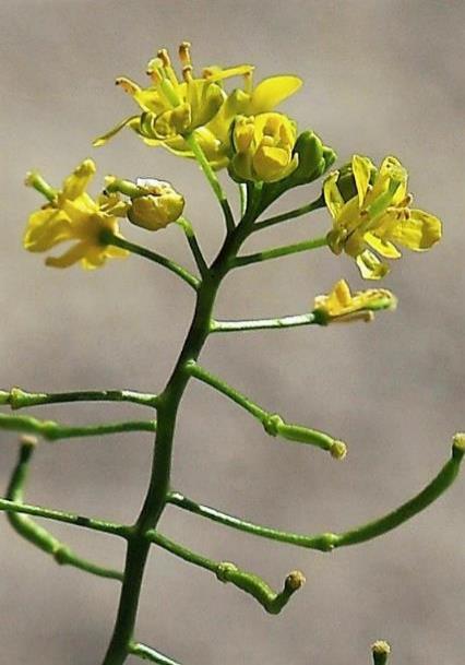 Inflorescence : grappe, simple, latérale ou terminale, s'allongeant à la fructification.