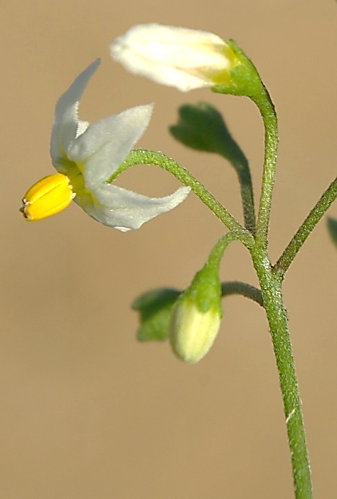 Inflorescence : cyme scorpioïde, latérale, formée de 5 - 10 fleurs