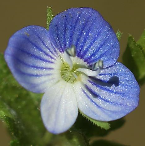 Inflorescence: fleur isolée axillaire, assez grande (10 - 12 mm), bleu clair veiné de bleu foncé et à gorge blanche.