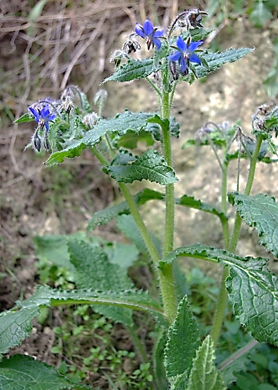 Bourrache officinale