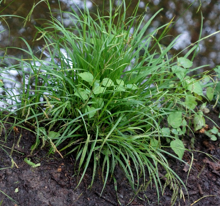 Aspect cespiteux (rhizomes à entre-nœuds courts). Feuilles vert clair, larges de 3 - 6 (9) mm.