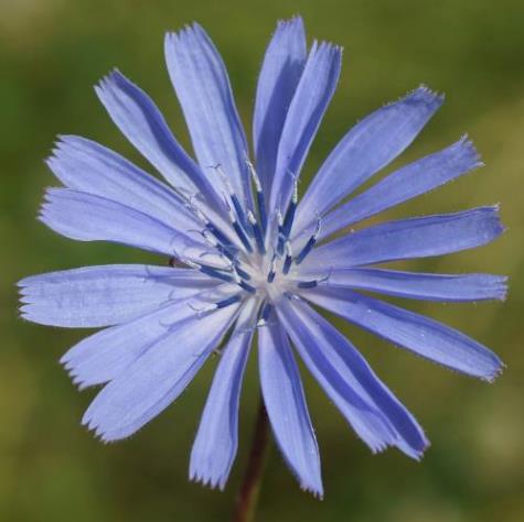 Capitule à fleurs toutes ligulées, bleu pâle et à anthères bleues.