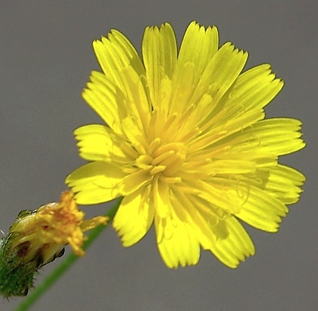 Capitule petit (Ø 10 - 15 mm), à fleurs toutes ligulées, jaunes.