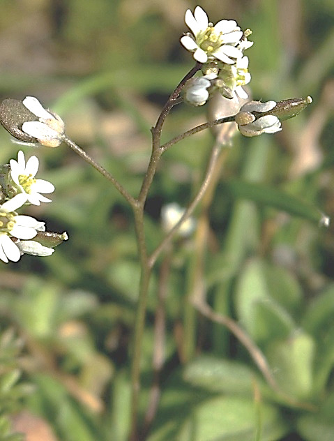 Inflorescence : grappe, courte.