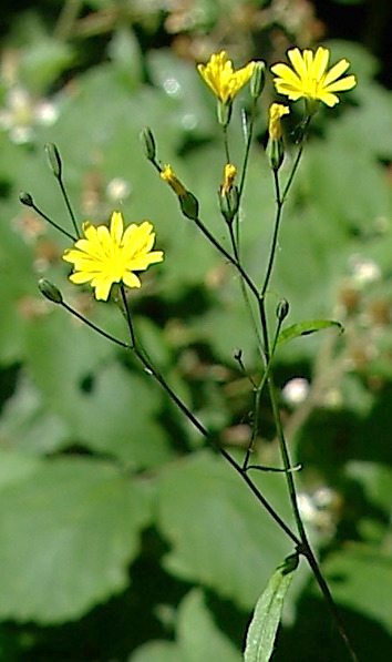 Inflorescence : corymbe lâche de capitules.