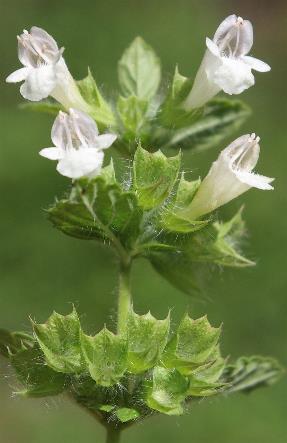 Inflorescence : cyme verticillée, chaque verticille à 2 - 6 fleurs, blanches.