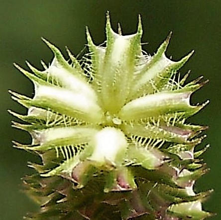 Epillets à une seule fleur fertile. Glumes brusquement tronquées, terminées par une arête et portant sur le bord une rangée de cils raides