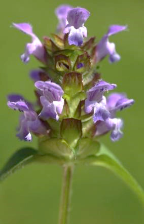 Inflorescence: épi, cylindrique, terminal, court.