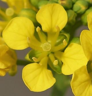 Fleur jaune, petite (Ø 6 - 8 mm), à sépales jaunâtres 2 fois plus courts que les pétales. © Jean PRIEUR