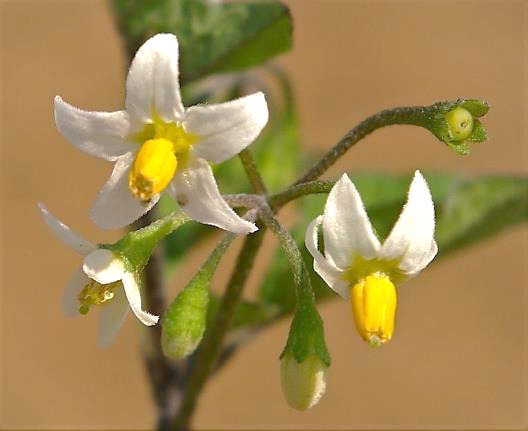 Fleurs à pétales blancs et étamines jaunes groupées en un cône central.