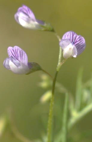 Inflorescence : grappe, peu fournie de 1 - 2 (6) fleurs, sur un pédoncule en général plus long que la feuille adjacente.