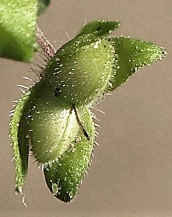 Fruit : capsule, ciliées sur les bords. Style 1,5 - 3 mm, dépassant nettement l'échancrure de la capsule.