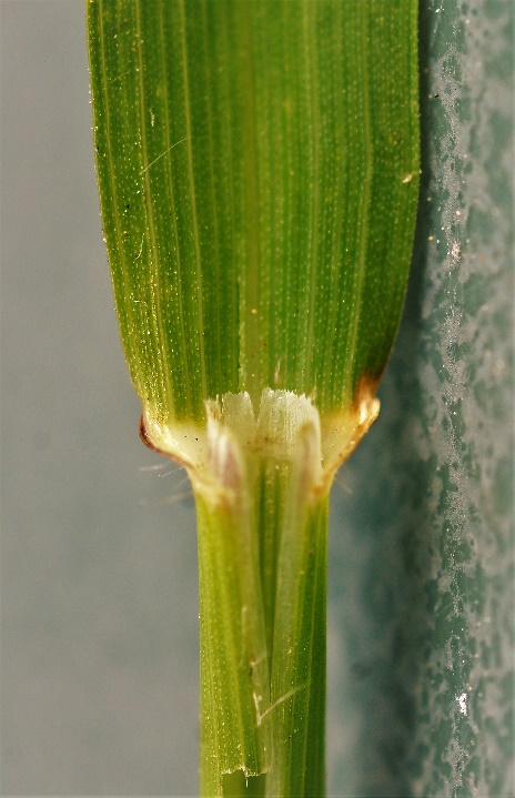 Ligule courte (1 - 3 mm) et tronquée, velue sur le dos.