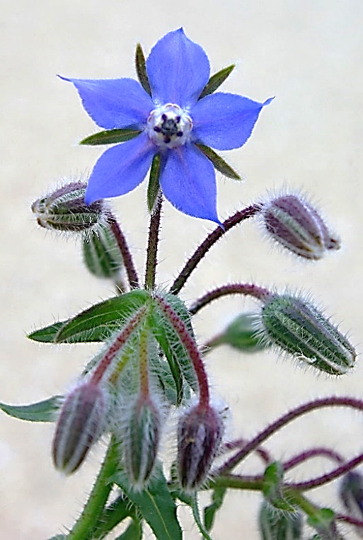 Inflorescence : grappe, allongée, feuillée. Pédicelles floraux arqués avant la floraison.