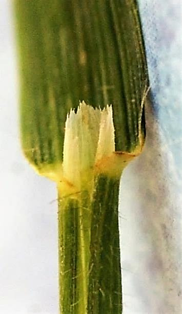 Ligule membraneuse longue de 3 - 6 mm, dentée.