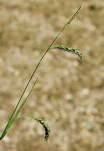 Inflorescence : 1 épi mâle, fin, surmontant 2 - 5 épis femelles