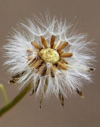 Fruits : akènes, petits (2 mm), striés, sans bec, à aigrette blanche plus longue qu'eux.