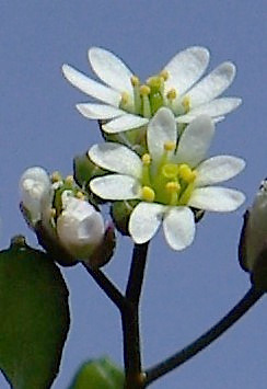 Fleurs blanches, à pétales petits (1 - 3 mm) et fendus en deux.