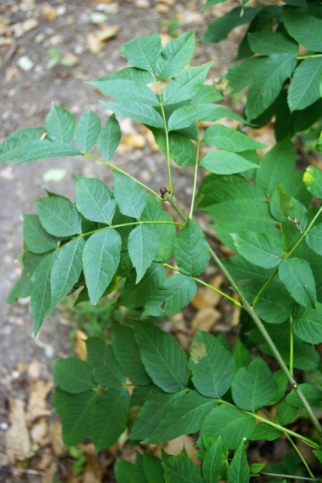 Feuilles imparipennées ovales-aiguës, glabres.