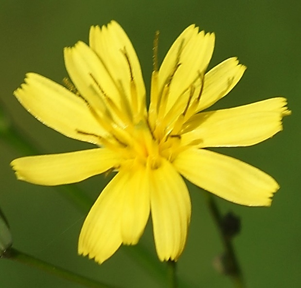 Capitules sur de longs pédoncules. Composés uniquement de fleurs ligulées jaunes.