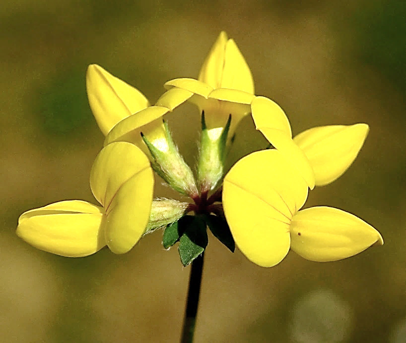 Inflorescence : ombelle de 2 - 8 fleurs jaunes groupées au sommet d'un long pédoncule.