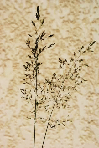 Inflorescence : grande panicule pouvant atteindre 25 cm.