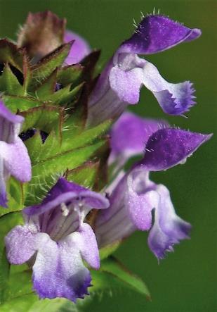 Fleurs violettes, petites (10 - 15 mm), à tube droit.