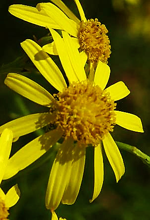 Capitule à 12 - 15 fleurs périphériques ligulées jaunes, rayonnantes.