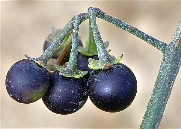 Fruits : baies, sphériques, bleu-noir un peu mat.