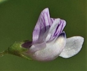 Fleur lilas, veinée de violet.