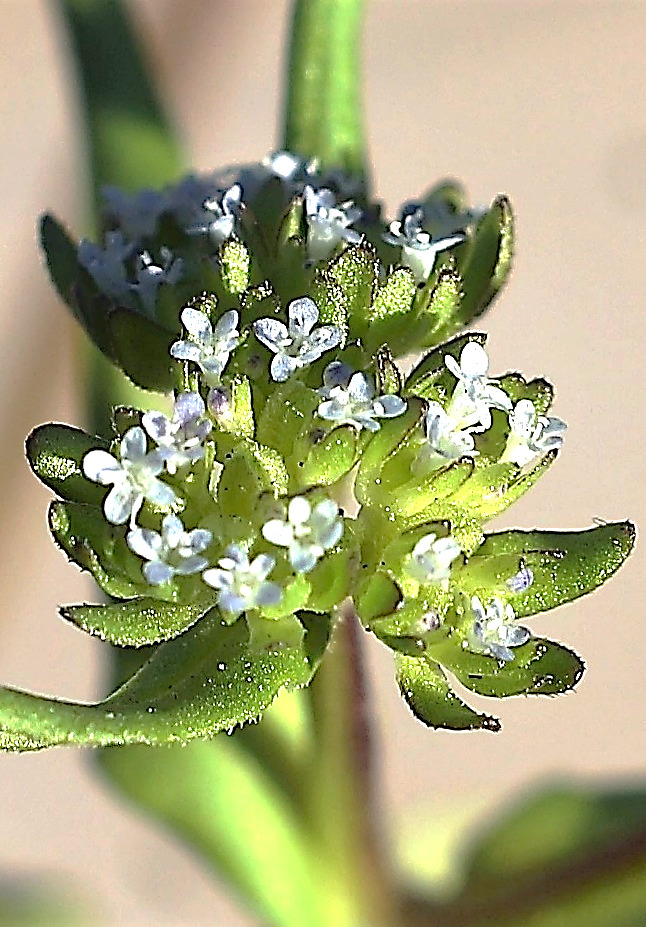 Inflorescence: cymes globuleuses, terminales, denses, dépassées par les bractées légèrement dentées.