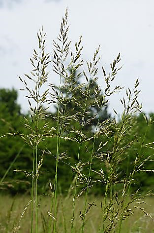 Inflorescence : panicule diffuse de grande taille (jusqu'à 30 cm de long).