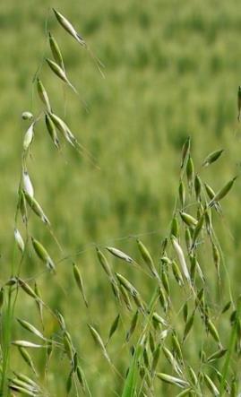 Inflorescence : panicule lâche de gros épillets.