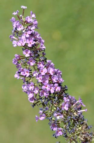 Inflorescence : panicule, dense, conique.