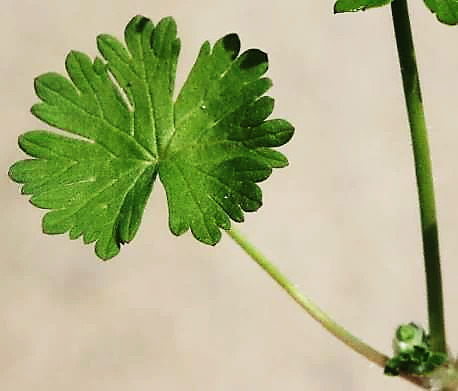 Feuille à nervation palmée.