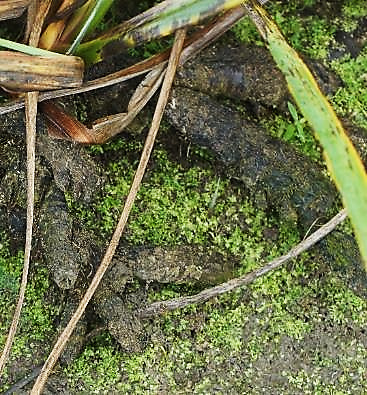 Rhizomes charnus et ramifiés.