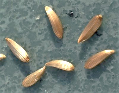 Fruits : akènes sans ornement (aigrette ou couronne).