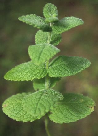 Feuilles sessiles, ovales-arrondies, à face supérieure gaufrée.