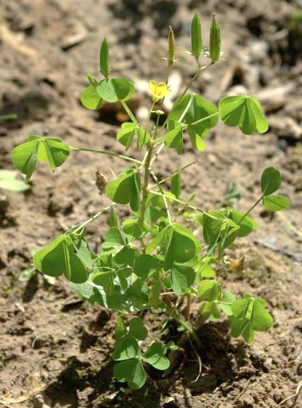 Oxalis droit