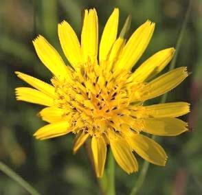 Inflorescence : capitule, isolé, assez grand, constitué de fleurs ligulées jaunes.