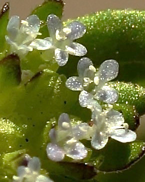 Fleurs petites, bleu pâle ou blanches, à 5 lobes.