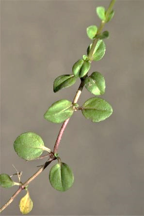 Feuilles ovales-arrondies, opposées, presque glabres.