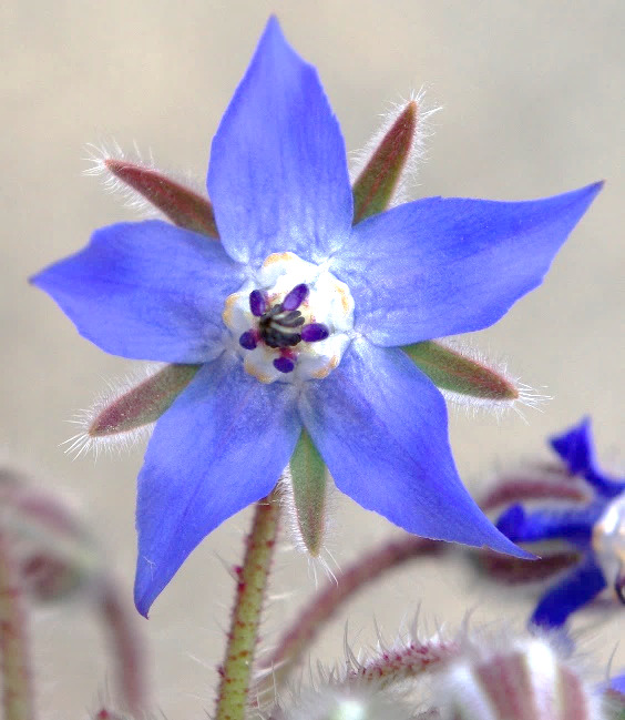 Fleur à grande corolle (2 - 2,5 cm), d'un bleu azur, à 5 pétales ovales-aigus, étalés et 5 étamines soudées à la corolle.