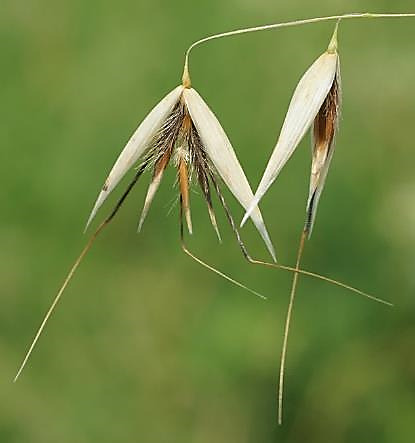 Epillets à 2 - 3 fleurs fertiles, à lemme couverte de poils raides et munie d'une arête genouillée.