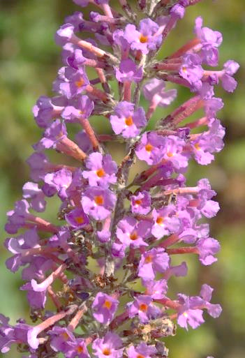 Fleurs à pétales violets, soudés en tube à la base, à sommet étalé en croix.