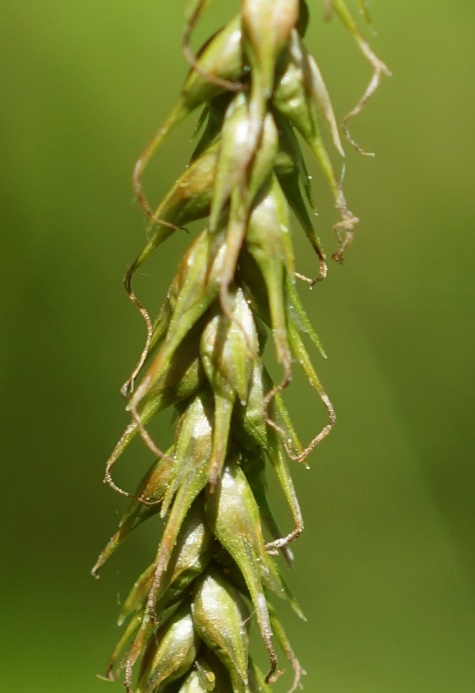 Utricules longs de 5 mm, renflés à la base, à long bec effilé.